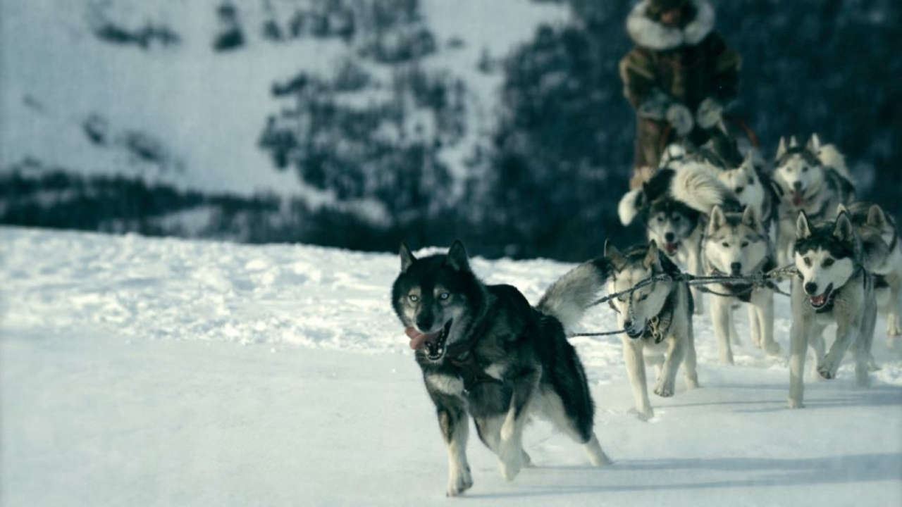 Togo, la vera storia del cane eroe che ha salvato i bambini dell’Alaska da un’epidemia di difterite.